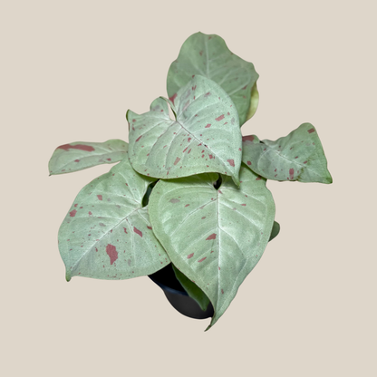 Syngonium Milk Confetti (Syngonium Podophyllum &