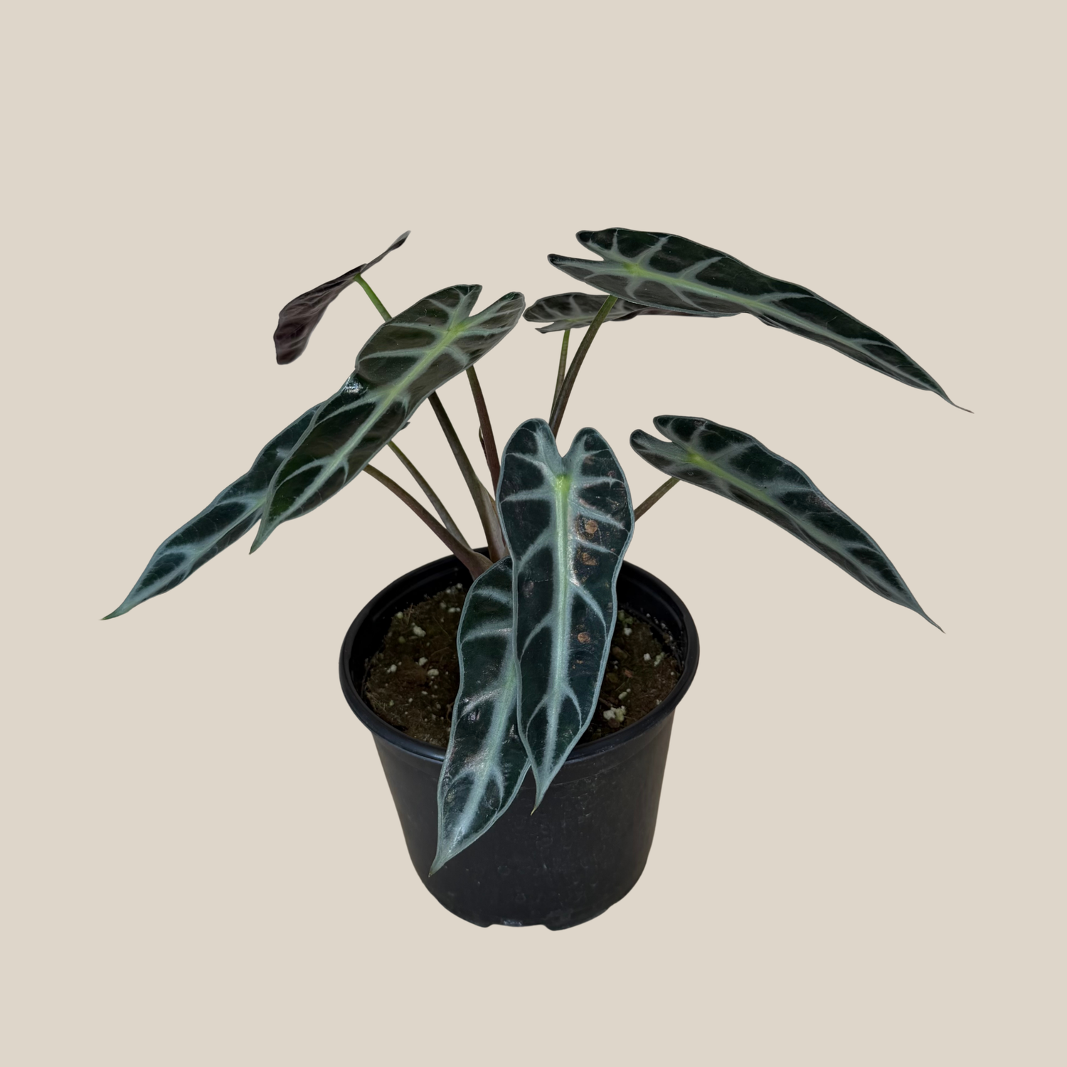 Alocasia Bambino (Alocasia Amazonica &