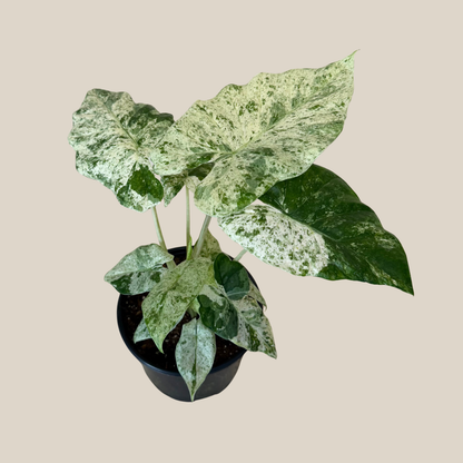 Alocasia Blizzard (Alocasia Odora &