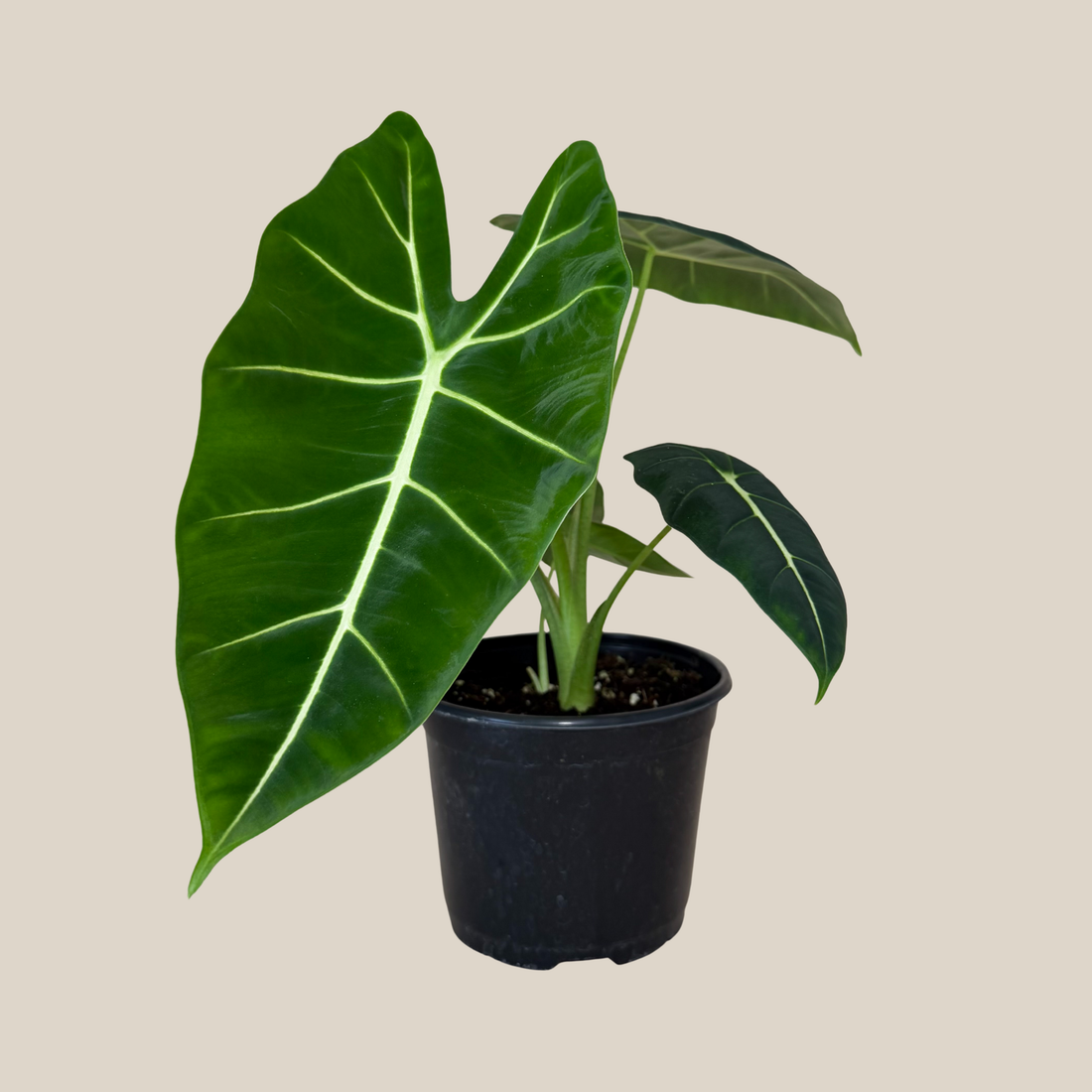Alocasia Frydek (Alocasia Micholitziana &
