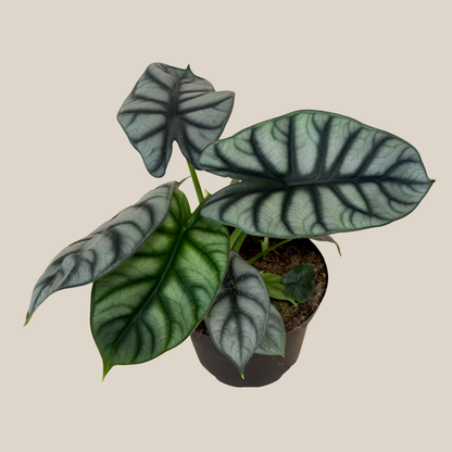 Alocasia Silver Dragon (Alocasia Baginda &