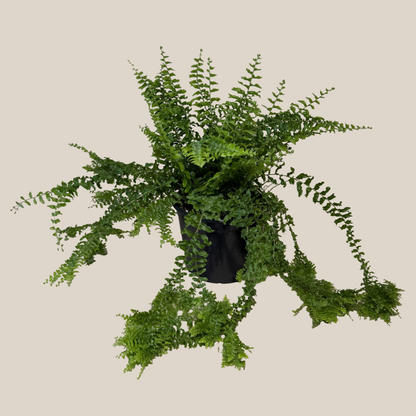 Petticoat Boston Fern (Nephrolepis Exaltata &