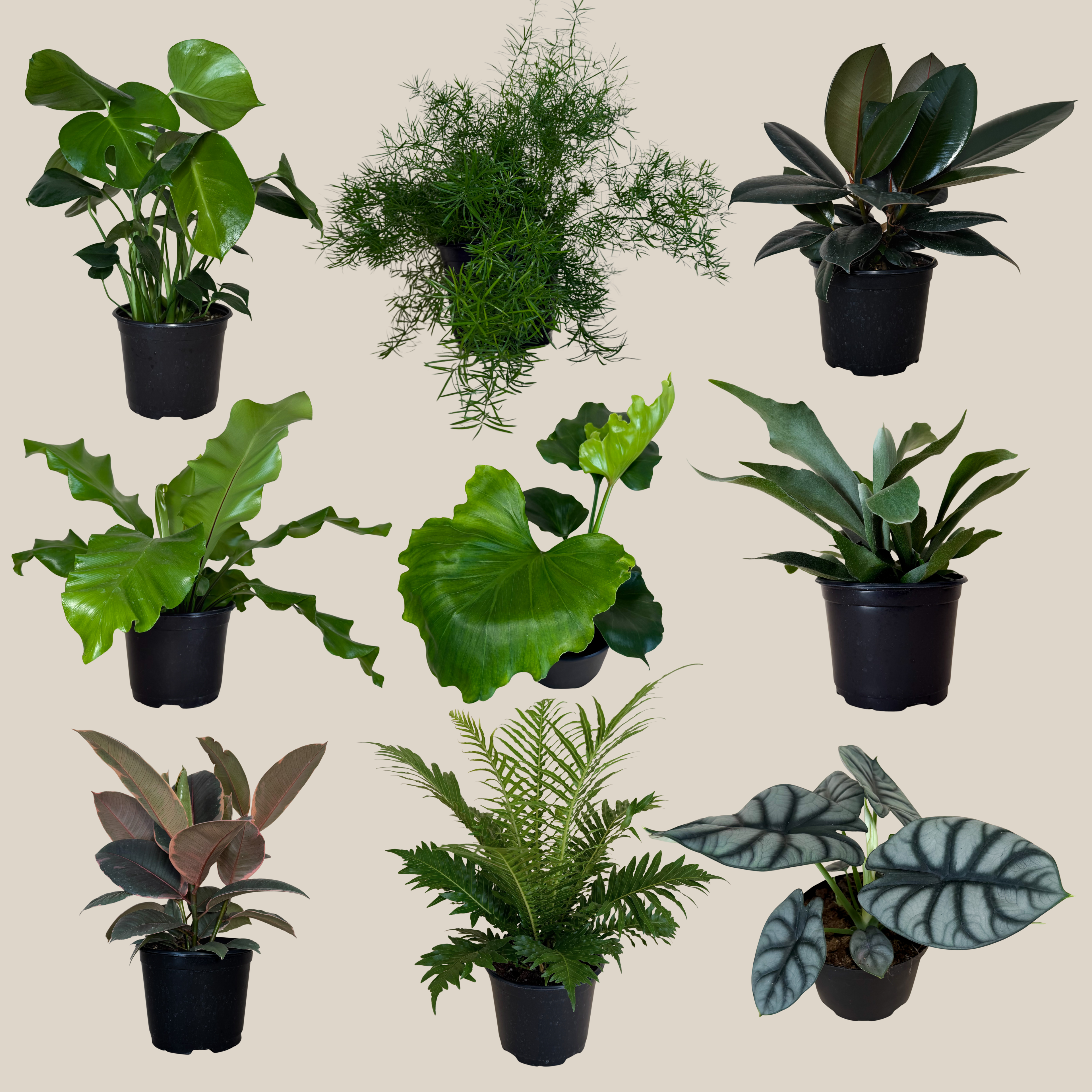 Fern &amp; Foliage Mystery Houseplant 4 Pack - 6 Inch Indoor Houseplants