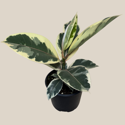Variegated Rubber Plant (Ficus Elastica &