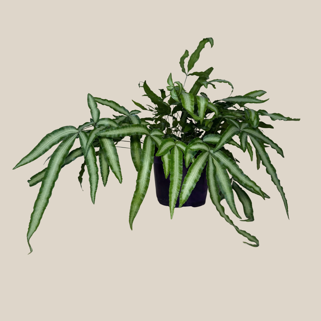 Silver Ribbon Fern (Pteris Cretica &