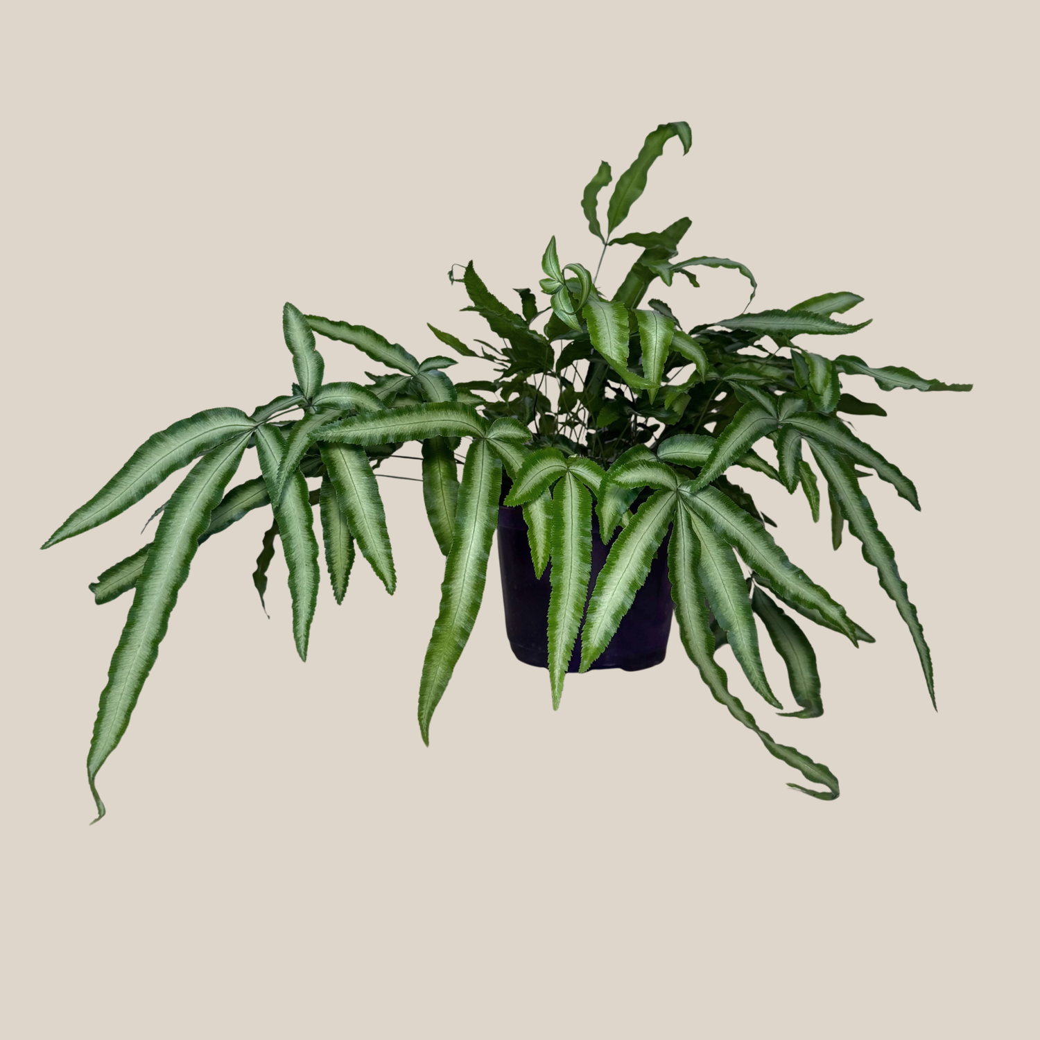 Silver Ribbon Fern (Pteris Cretica &