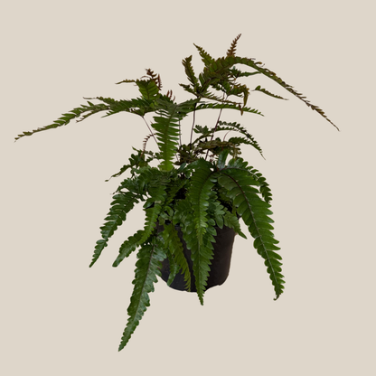 Tri-Color Fern (Pteris Quadriaurita &