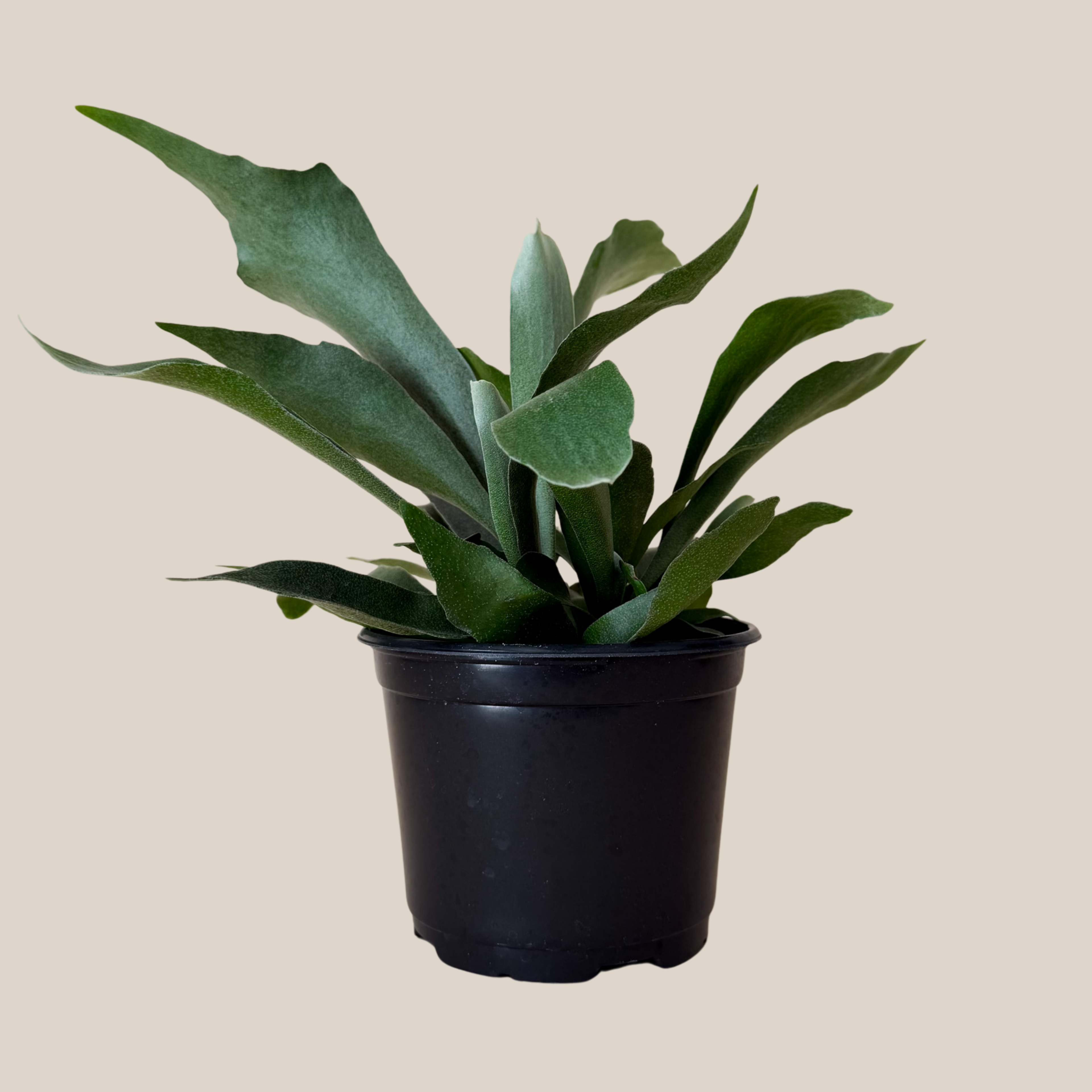 Staghorn Netherlands Fern (Platycerium Bifurcatum &