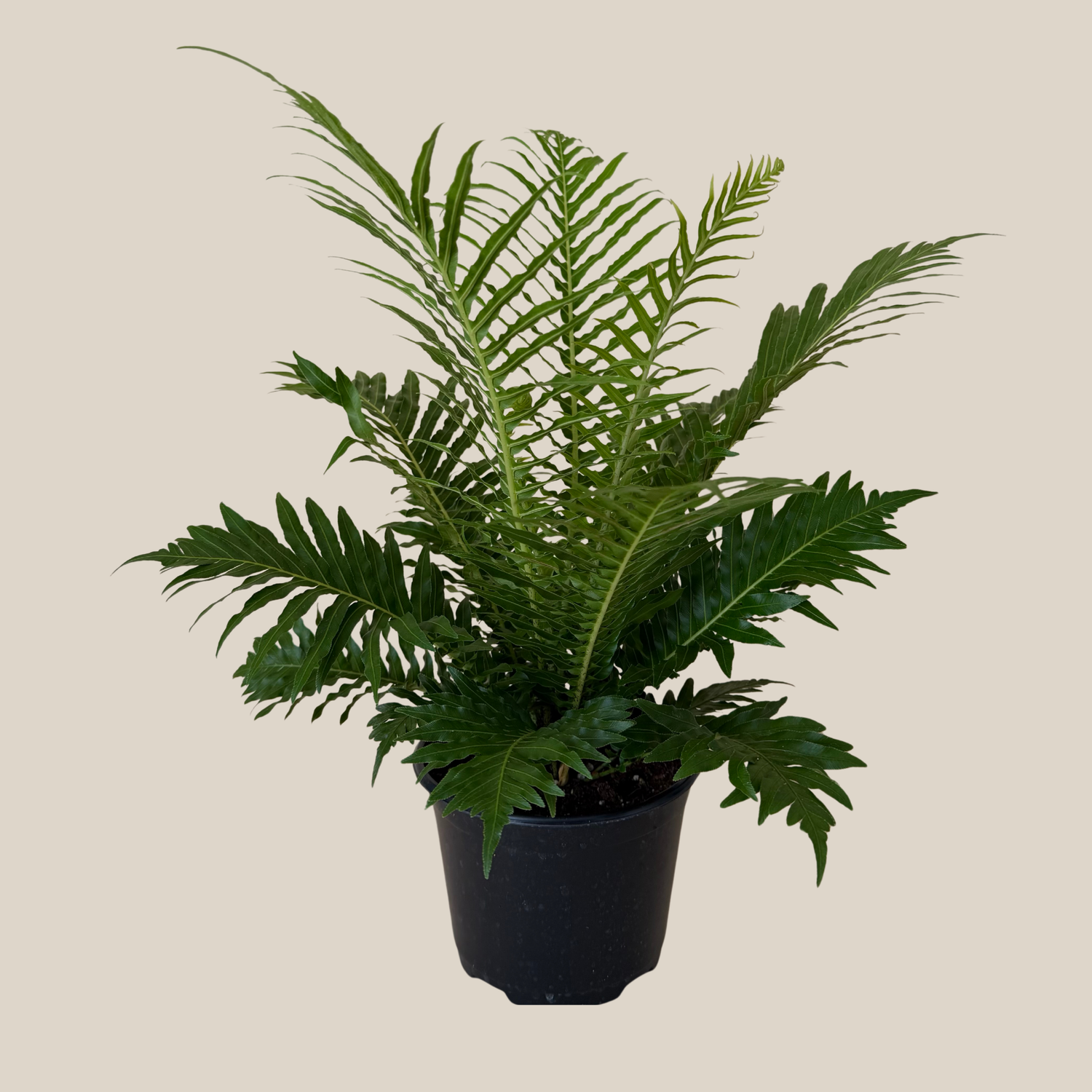 Silver Lady Tree Fern (Blechnum Gibbum &