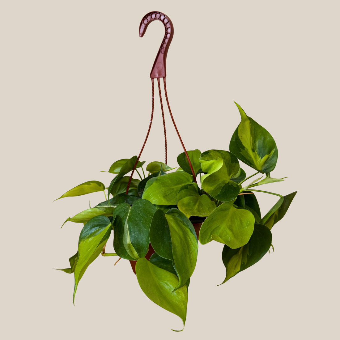 Philodendron Brasil Hanging Basket (Philodendron Hederaceum &