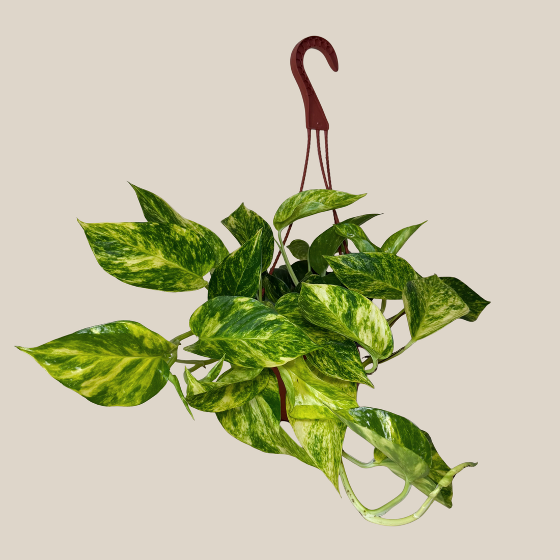 Pothos Hawaiian Hanging Basket (Epipremnum Aureum &