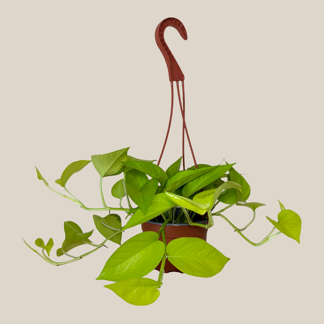 Pothos Neon Hanging Basket (Epipremnum Aureum &