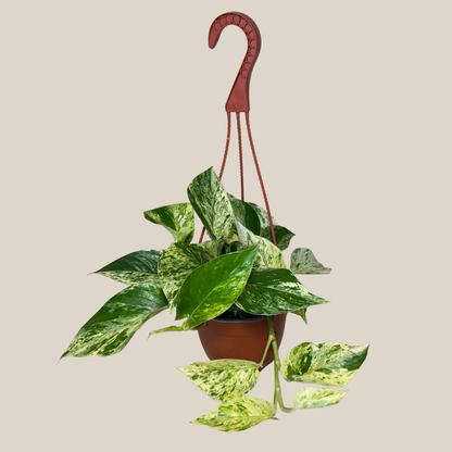 Pothos Marble Queen Hanging Basket (Epipremnum Aureum &
