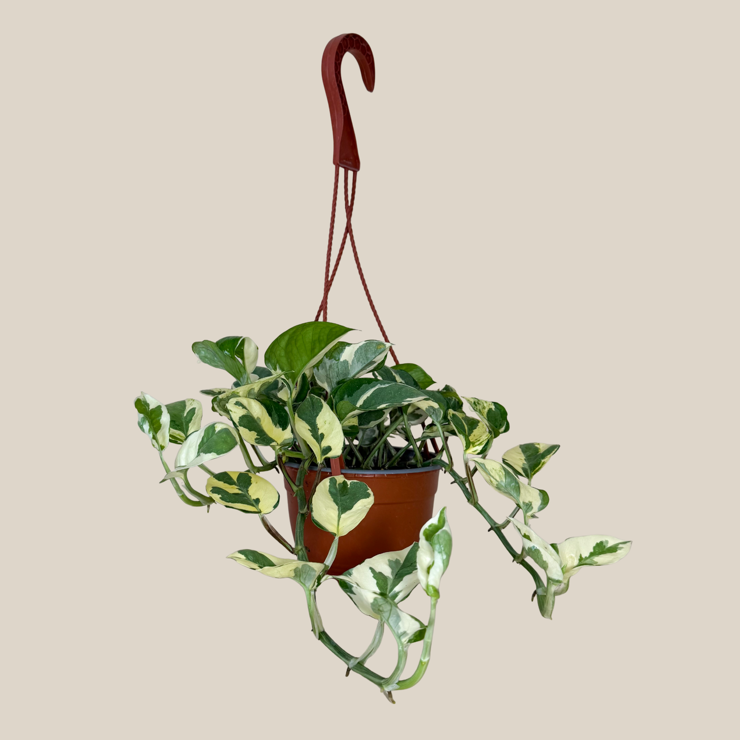 Pothos N&