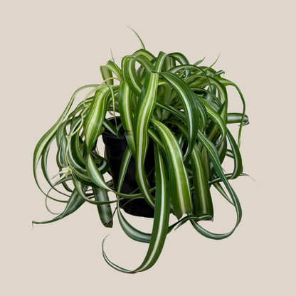 Spider Curly (Chlorophytum Comosum &