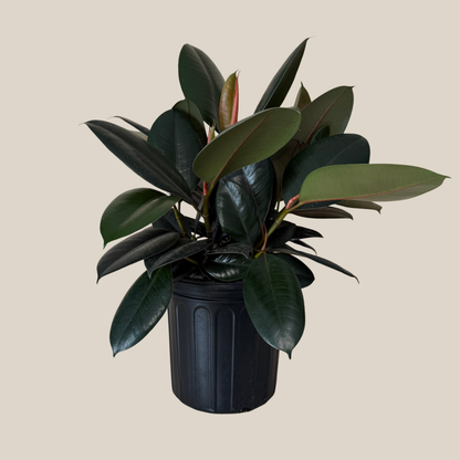 Burgundy Rubber Plant (Ficus Elastica &