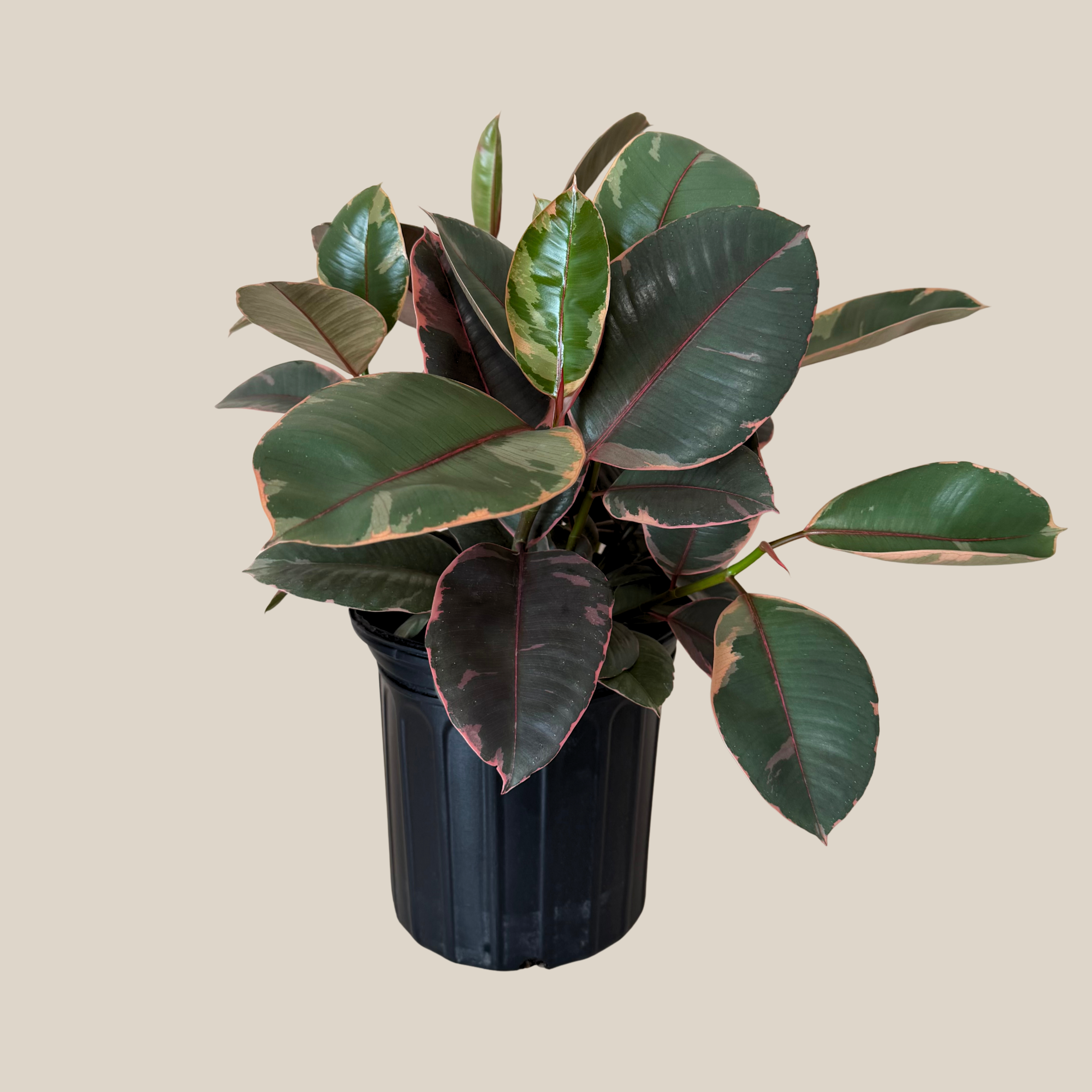 Ruby Rubber Tree (Ficus Elastica�&