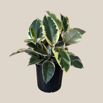 Variegated Rubber Tree (Ficus Elastica &