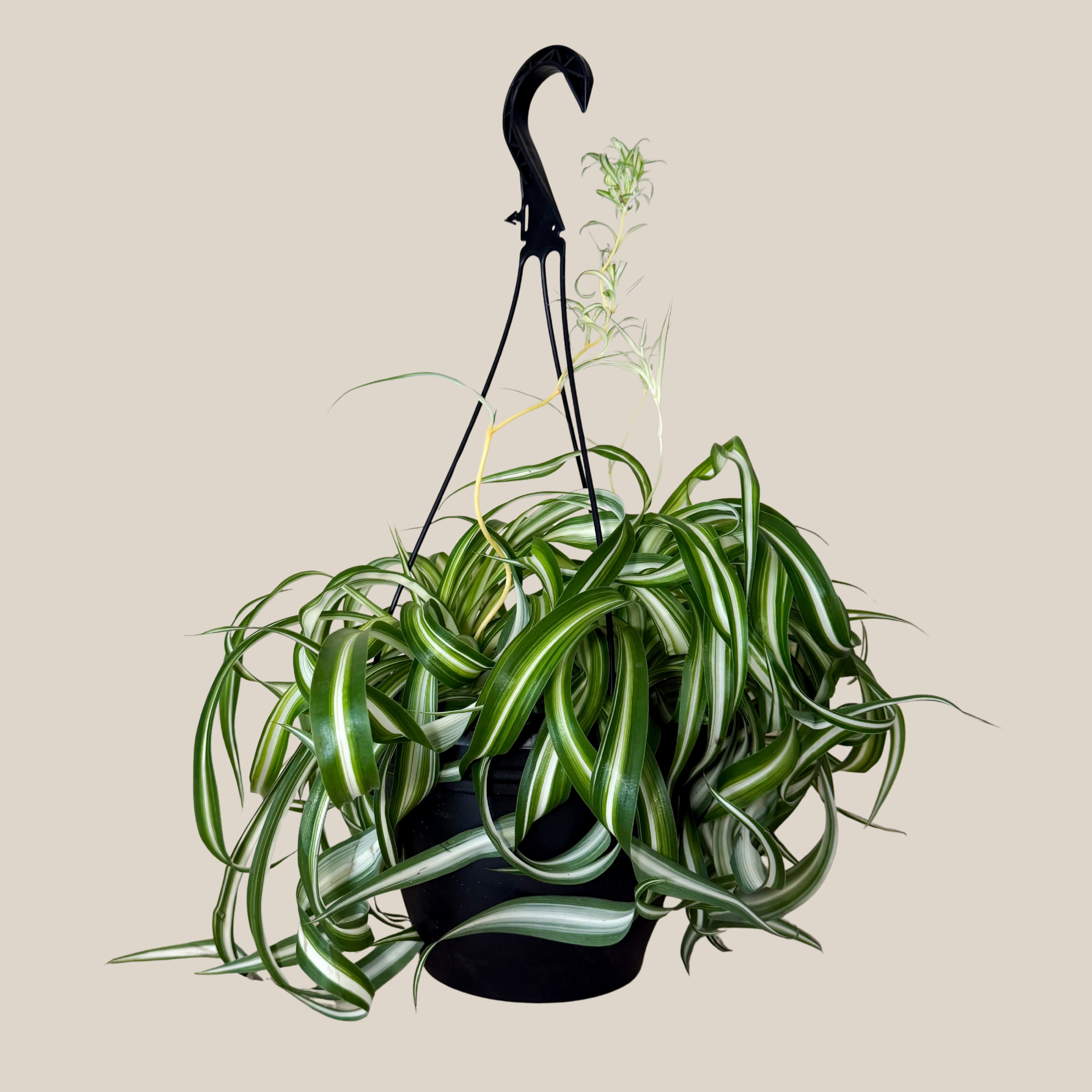 Spider Curly Hanging Basket (Chlorophytum Comosum &