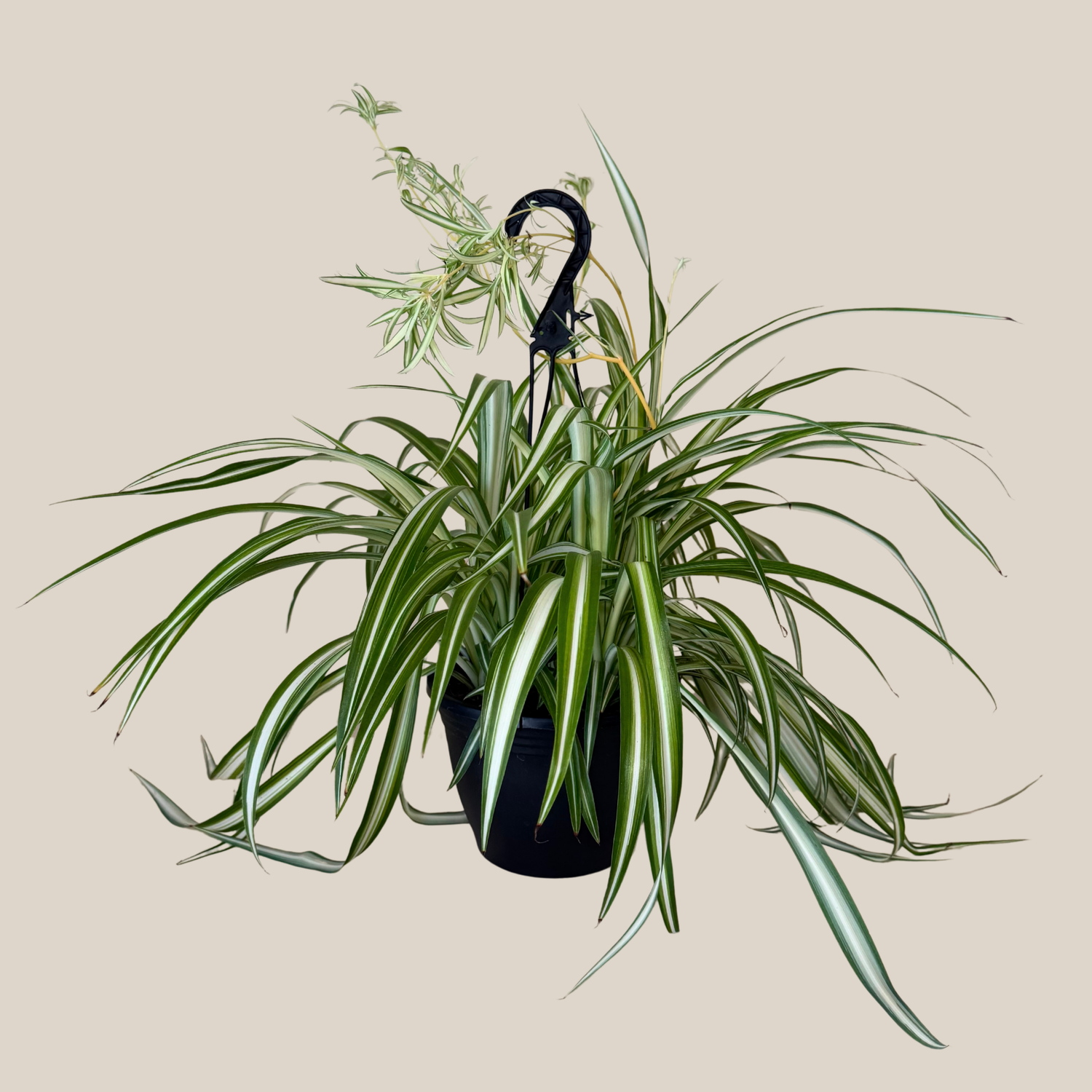 Spider Variegated Hanging Basket (Chlorophytum Comosum &