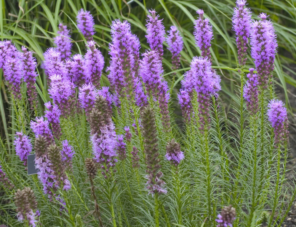 Gay Feather/Blazing Star (Liatris spicata) -