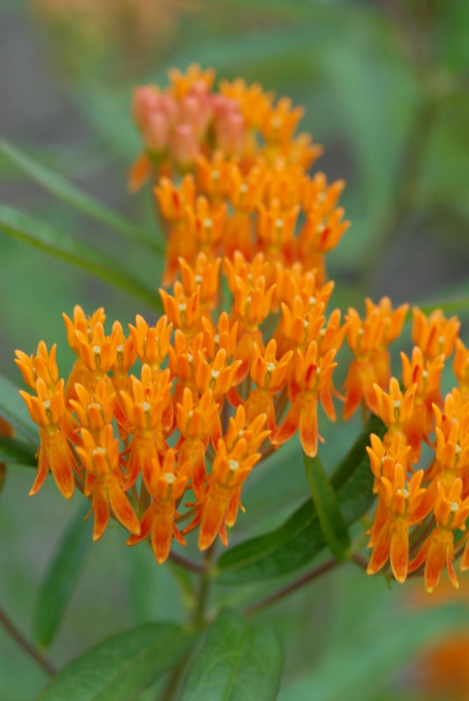 Butterfly Weed (Asclepias tuberosa) -