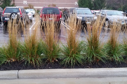 Karl Foerster Feather Reed Grass (Calamagrostis x acutiflora &