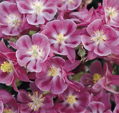 Winky Rose-Rose Columbine (Aquilegia &