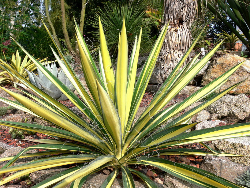Variegated Adam&