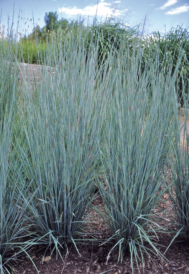 Prairie Blues Little Bluestem (Schizachyrium scoparium &