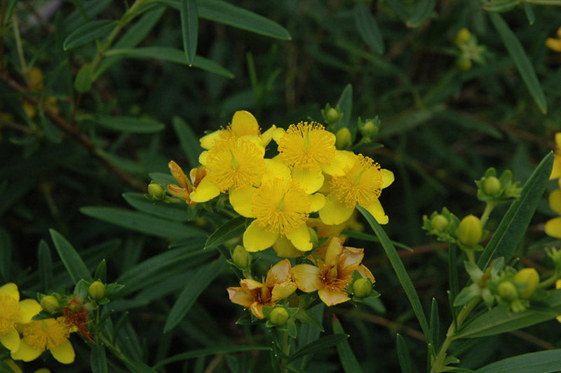Gemo St. Johnswort (Hypericum kalmianum &