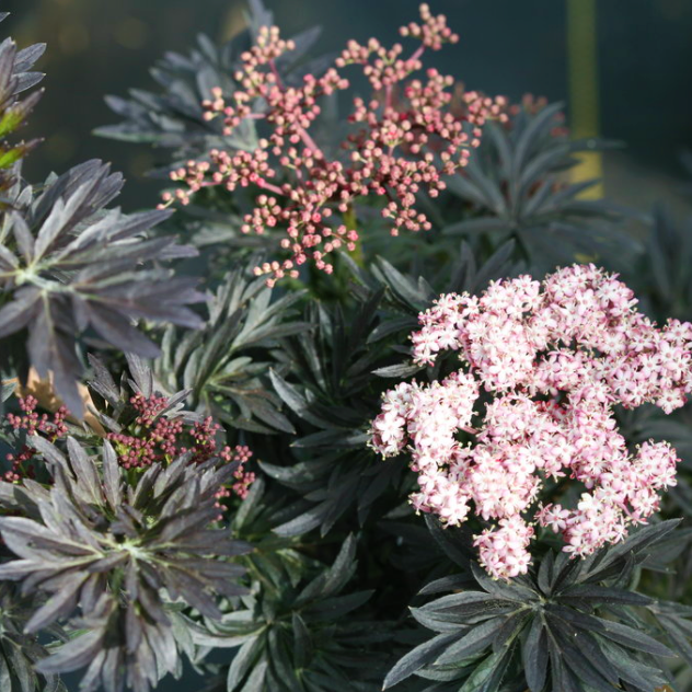 Laced Up® Elderberry (Sambucus N &