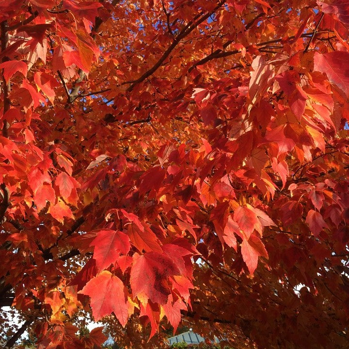 Red Sunset® Red Maple (Acer rubrum &