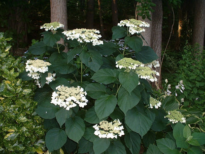 Haas Halo Smooth Hydrangea (Hydrangea arborescens &