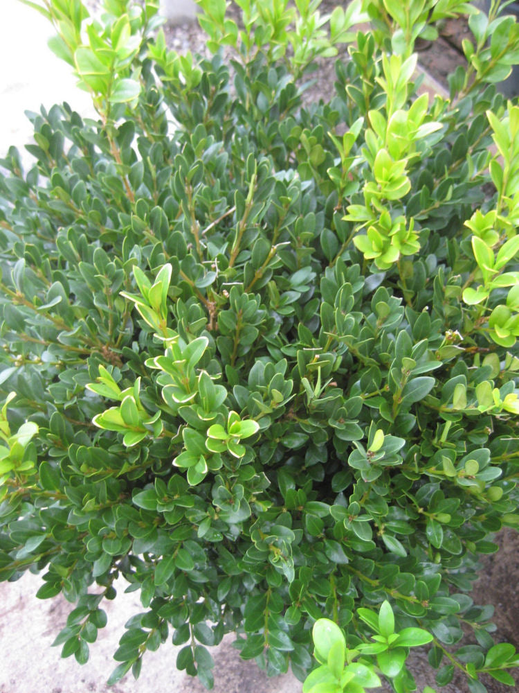 Green Velvet Boxwood (Buxus microphylla &