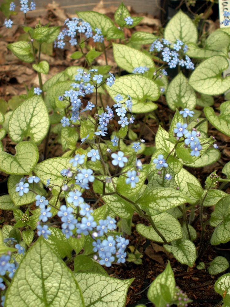 Jack Frost Siberian Bugloss (Brunnera macrophylla &