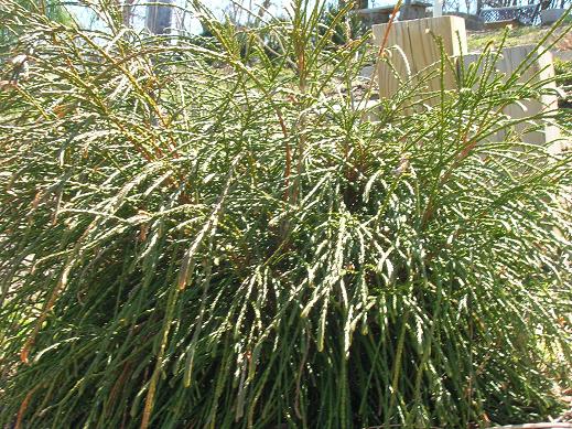 Whipcord Western Red Cedar (Thuja plicata &