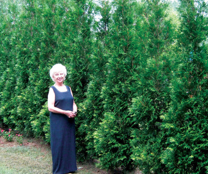 Full Speed A Hedge® American Pillar Arborvitae (Thuja occidentalis &