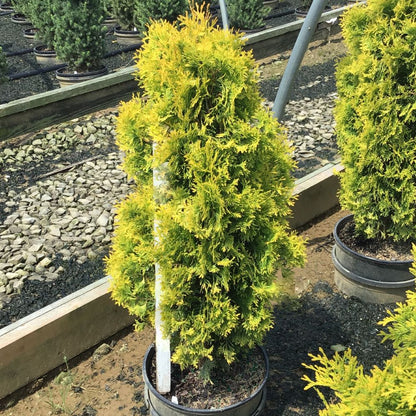 Jantar arborvitae (Thuja occidentalis &