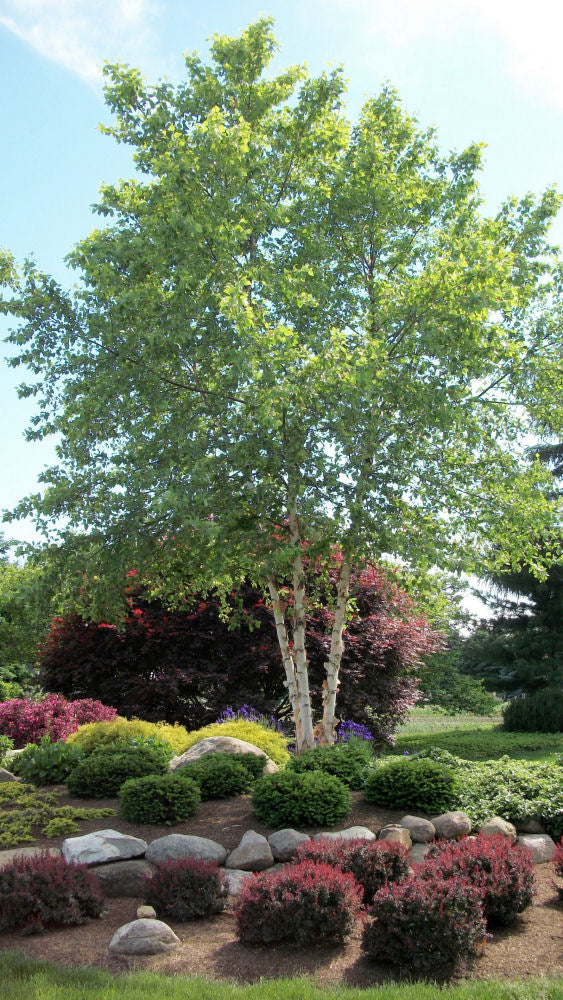 Heritage River Birch (Betula nigra &