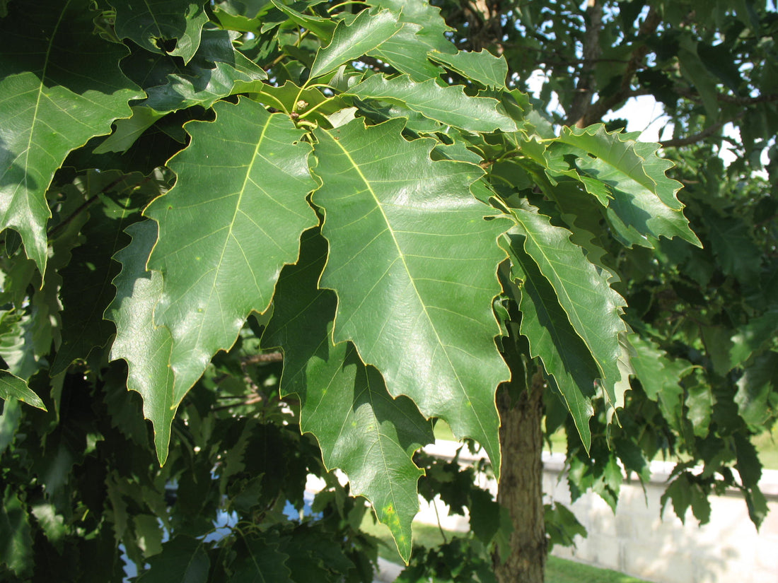 Chinkapin Oak (Quercus muehlenbergii) - 3 gallon 36-60"