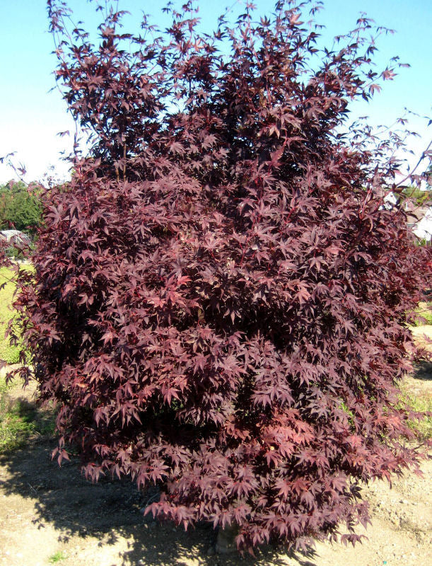 Crimson Prince Japanese Maple (Acer palmatum &