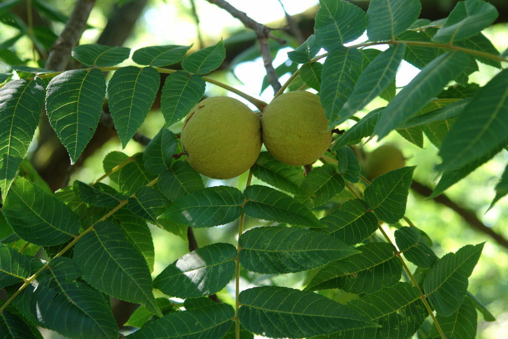 Black Walnut (Juglans nigra) - 3 gallon 2&