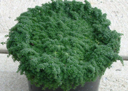 Creeping Thyme &