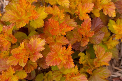 Amber Jubilee™ Ninebark (Physocarpus opulifolius &