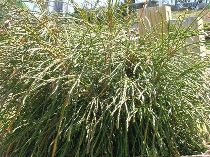 Whipcord Western Red Cedar (Thuja plicata &