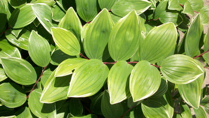 Variegated Solomon&