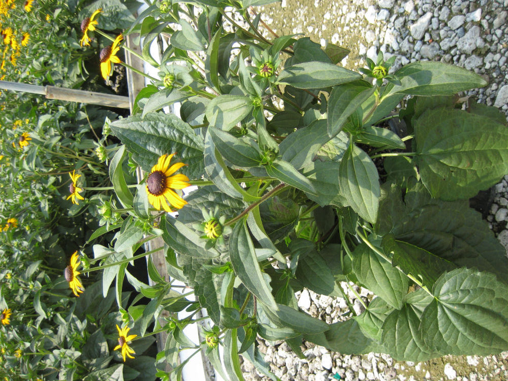 Black-Eyed Susan (Rudbeckia fulgida &