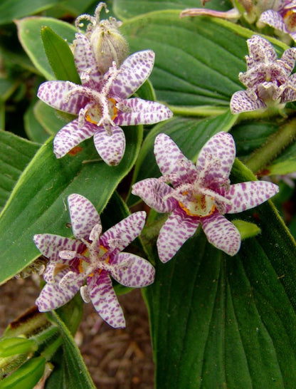 Toad Lily (Tricyrtis formosana &