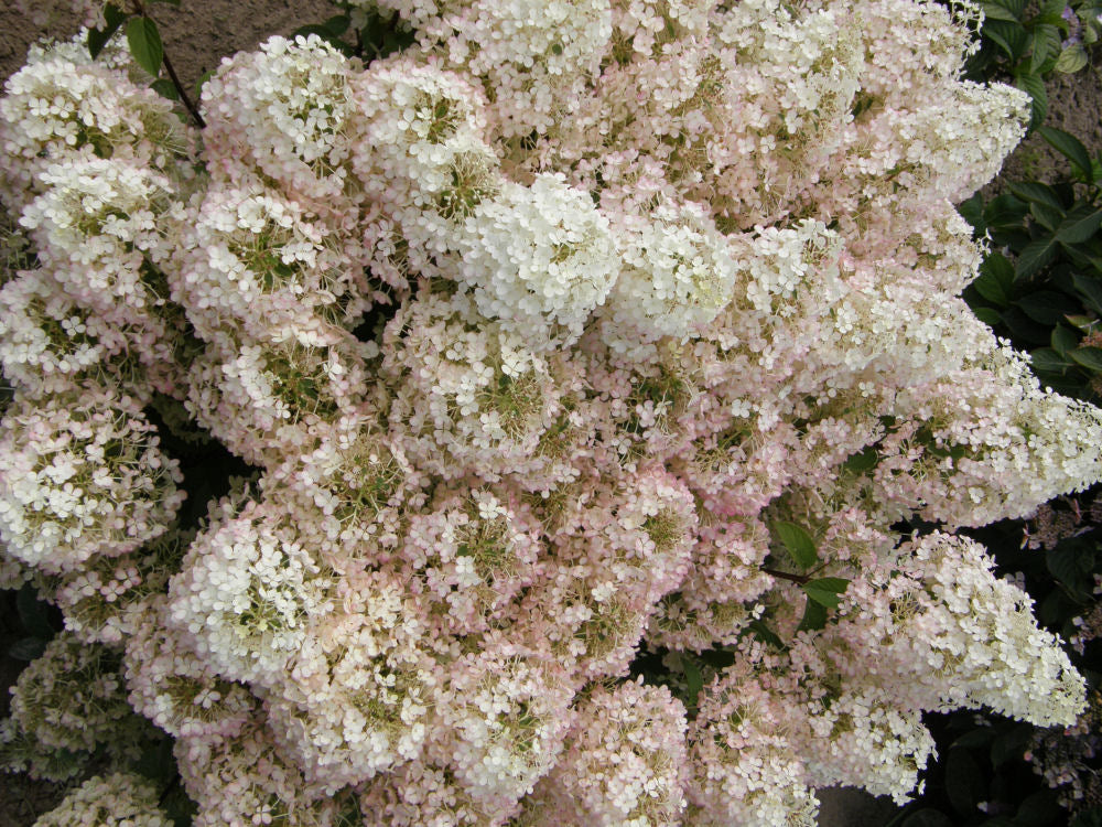 Bobo® Panicle Hydrangea (Hydrangea paniculata &